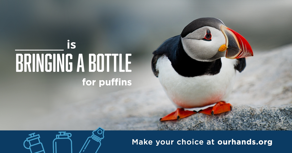 __________ is skipping the straw for puffins